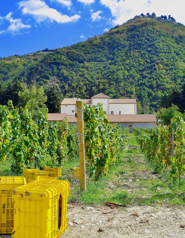 Tenuta Divino Roberto